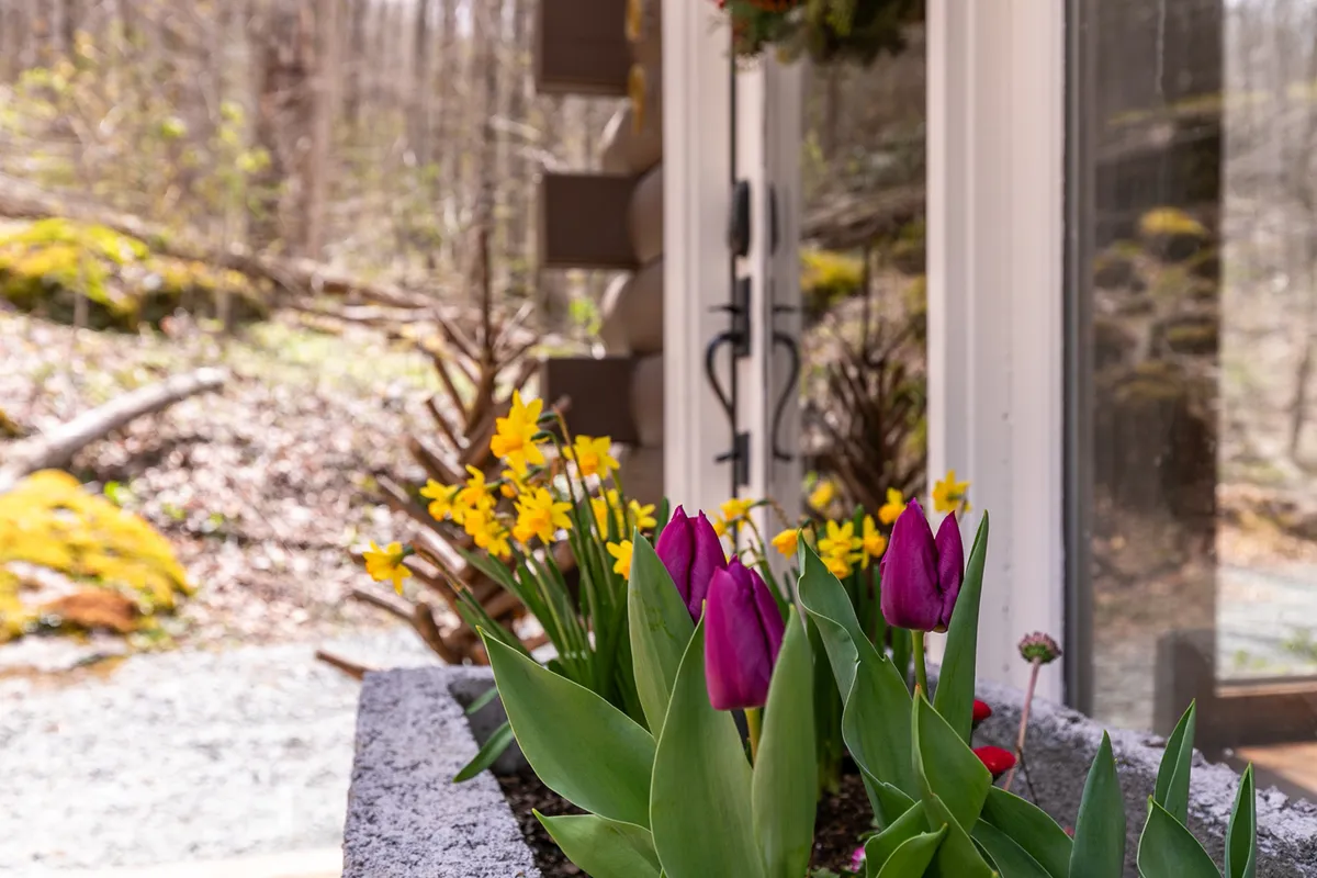 A cheerful view of the cabin’s front door framed by vibrant purple tulips and yellow daffodils, set against surrounding natural foliage. The entryway feels inviting and full of local charm.