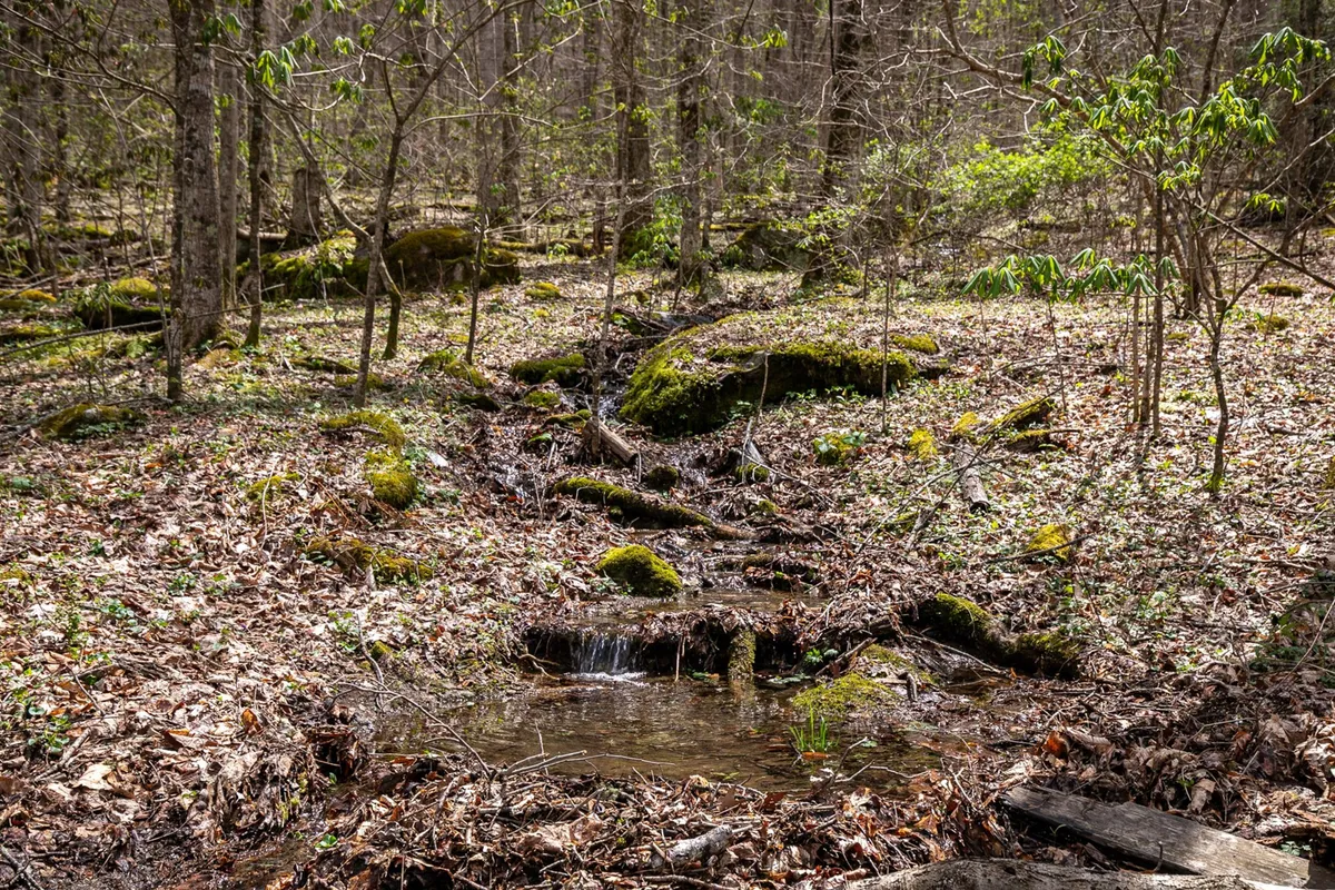 A peaceful exterior scene with a small stream winding through moss-covered rocks and leafy undergrowth, suggesting opportunities for nature walks, wildlife spotting, and picnicking by the water.